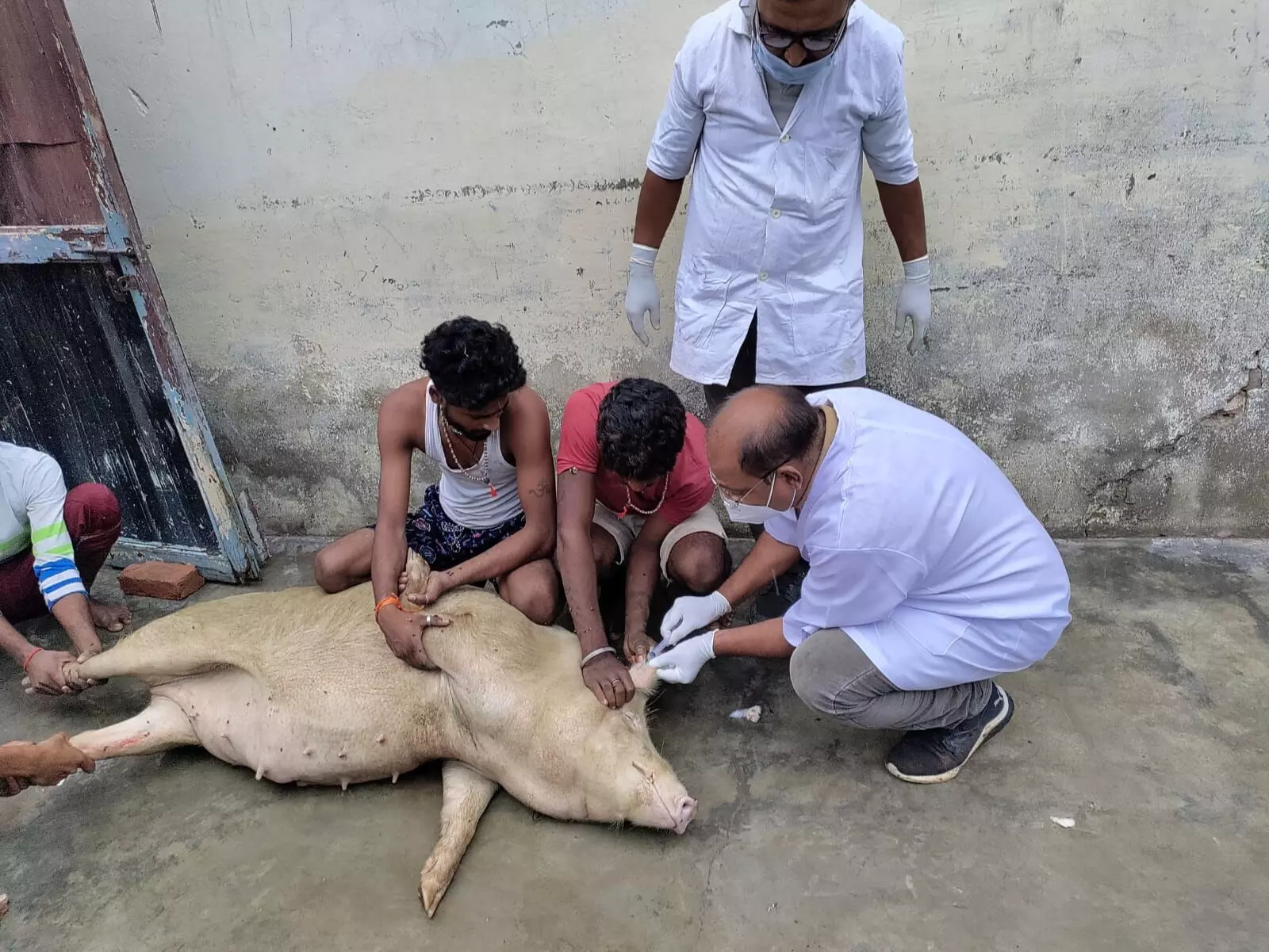 नार्थ-ईस्ट और केरल के बाद अब उत्तराखंड में अफ्रीकन स्वाइन फीवर से हुई सुअरों की मौत, पशुपालन विभाग कर रहा है जागरूक