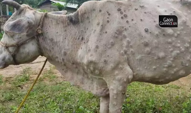 Lumpy skin disease outbreak: UP gears up to safeguard cattle; puts ban on cattle fairs & inter-state transport from 5 states