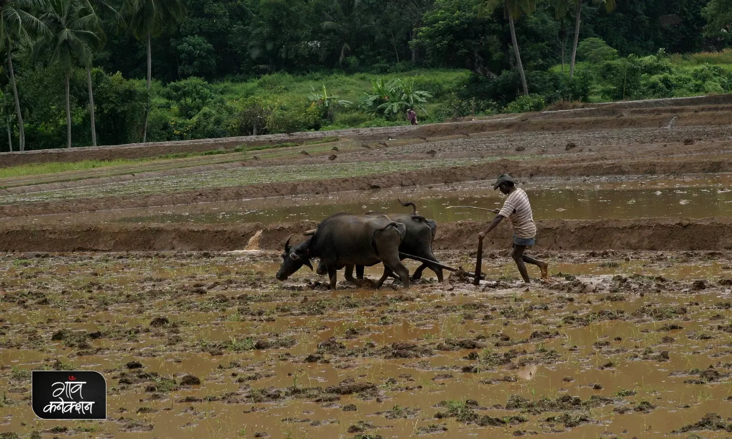 जैविक खेती की वजह से श्रीलंका में आयी है आर्थिक अस्थिरता; अफवाह है या फिर हकीकत समझना होगा