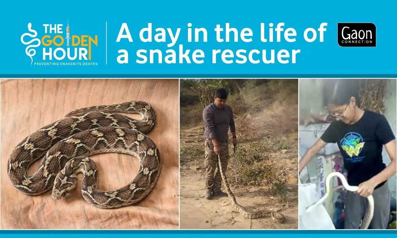 Saving snakes can also save human lives