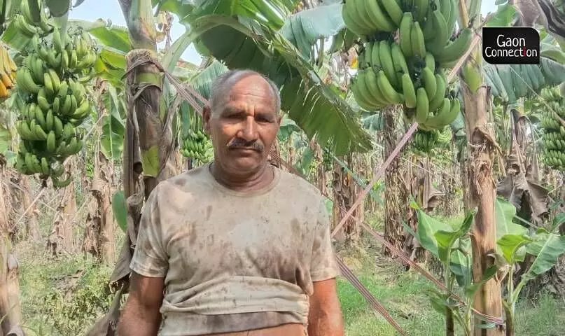 Deficient rainfall hits banana crop in Uttar Pradesh