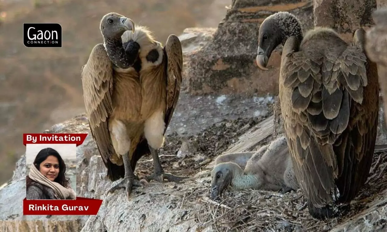 Vultures are natures eco-warriors