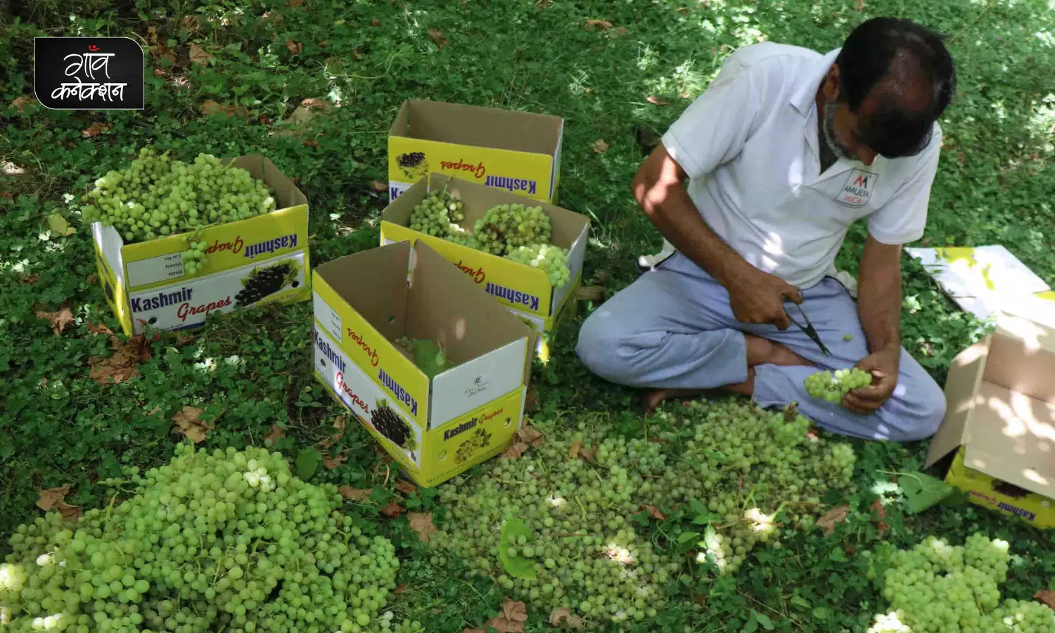 मध्य कश्मीर घाटी में अब सेब नहीं अंगूर की खेती से मुनाफा कमा रहे हैं किसान