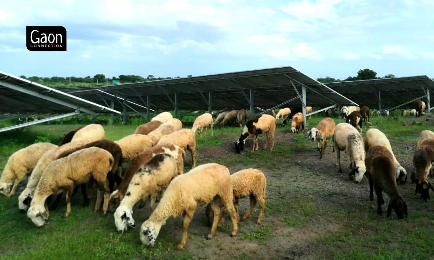 Solar projects that generate green power, and also support farming and grazing