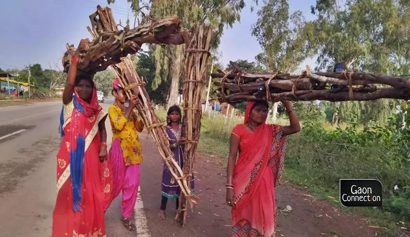 A 13-km trek carrying 30-40 kgs of firewood on their heads to earn Rs 150 – the daily life of adivasi women in Panna