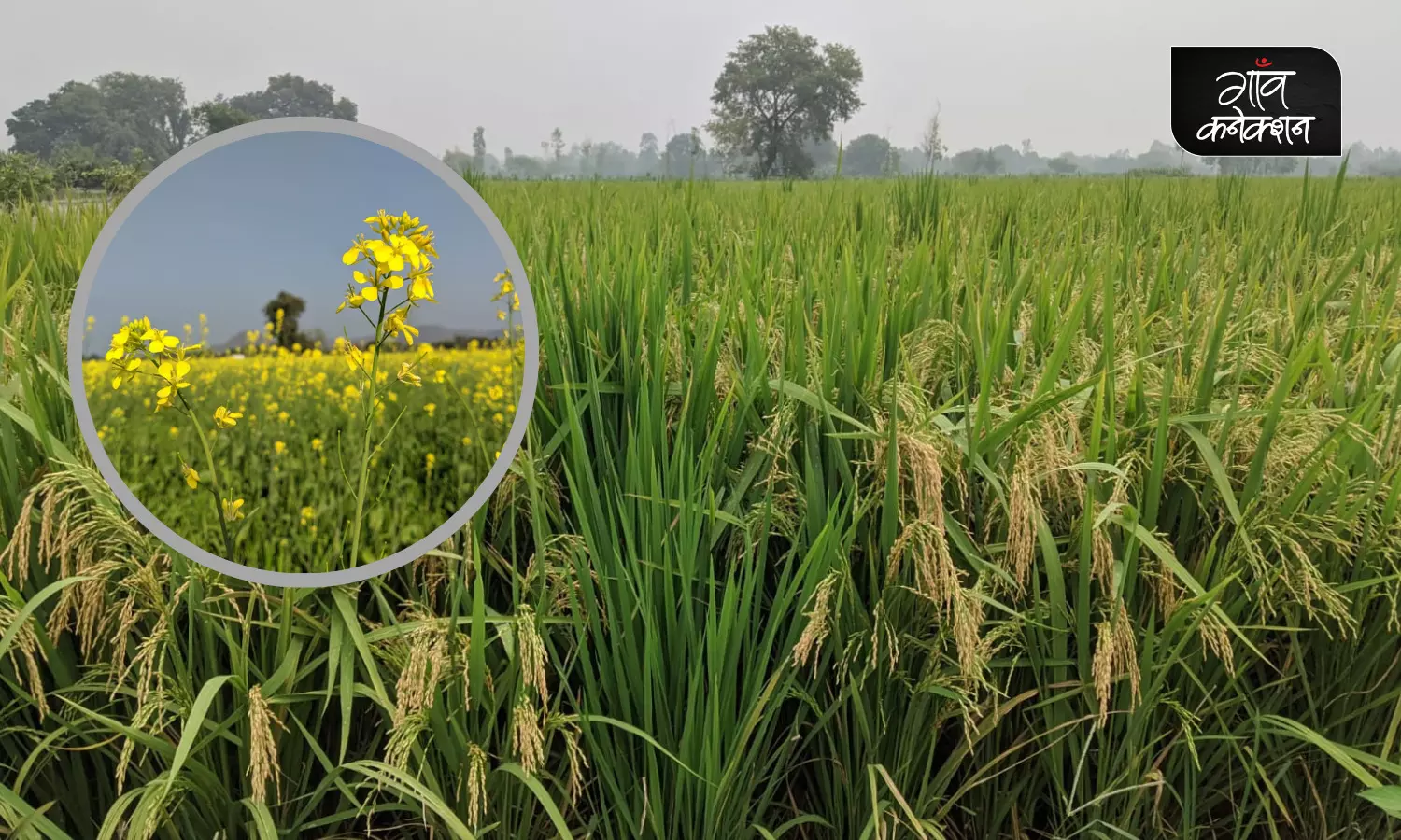 कृषि विशेषज्ञों की सलाह: खरीफ फसलों में रोग-कीट प्रबंधन के साथ ही करें सरसों की अगेती खेती की तैयारी