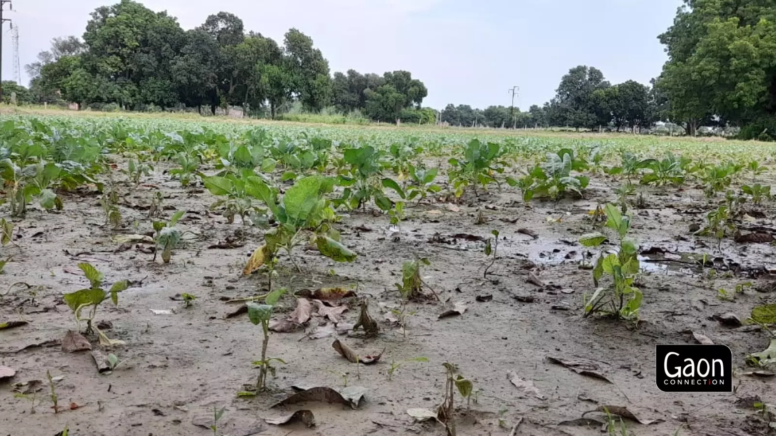 Two months of drought, followed by extremely heavy rainfall; farmers in UP in despair