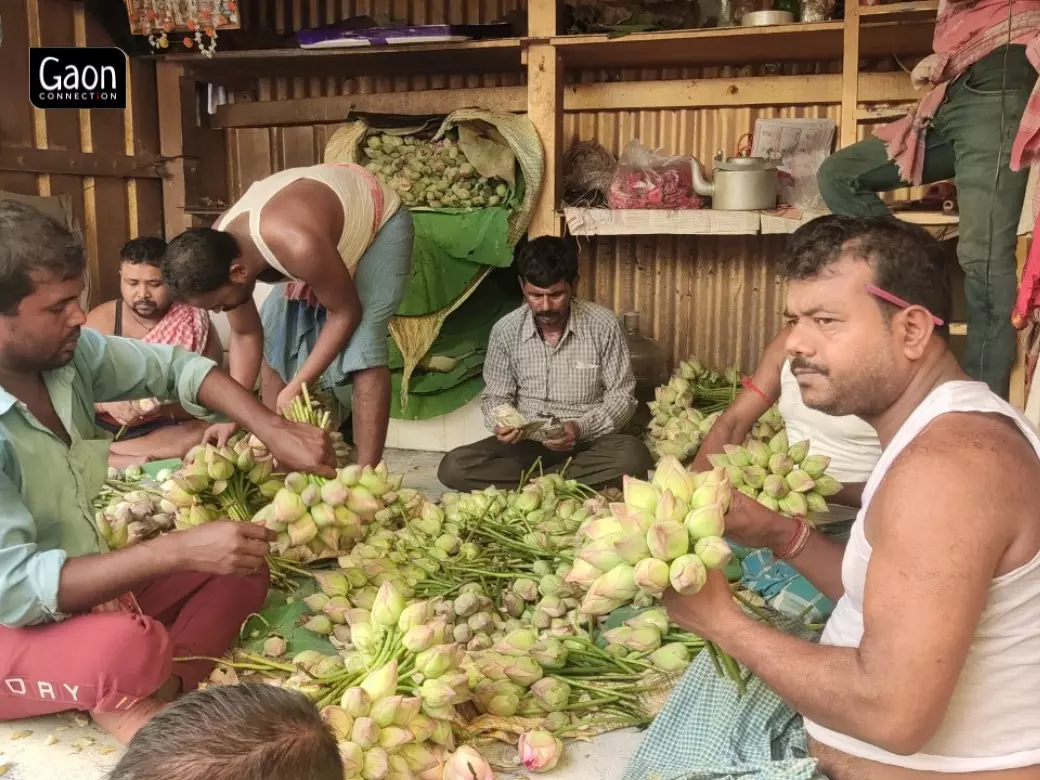 The Lotus Farmers of Hooghly