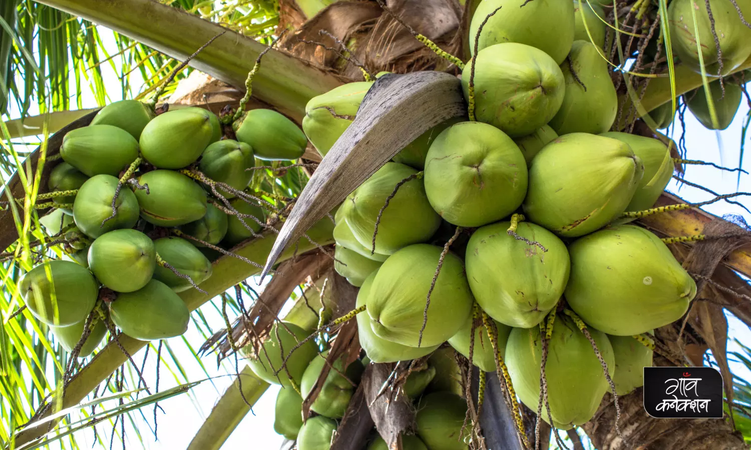 नारियल की खेती को बढ़ावा देने के लिए किसानों की मदद करेगी केंद्र सरकार: कृषि मंत्री
