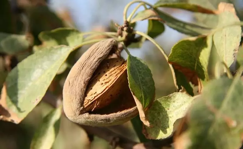 Almond cultivation in Kashmir proving to be a hard nut to crack