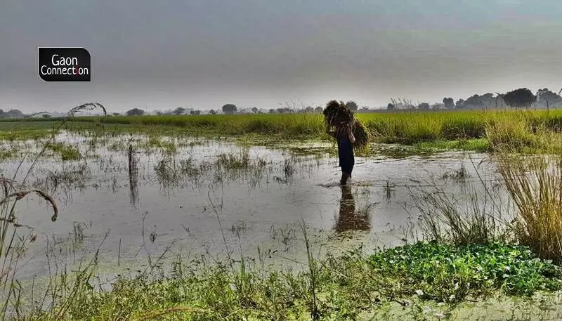 Paddy rots as an overflowing effluent drain inundates farmlands in 13 villages of Unnao, UP