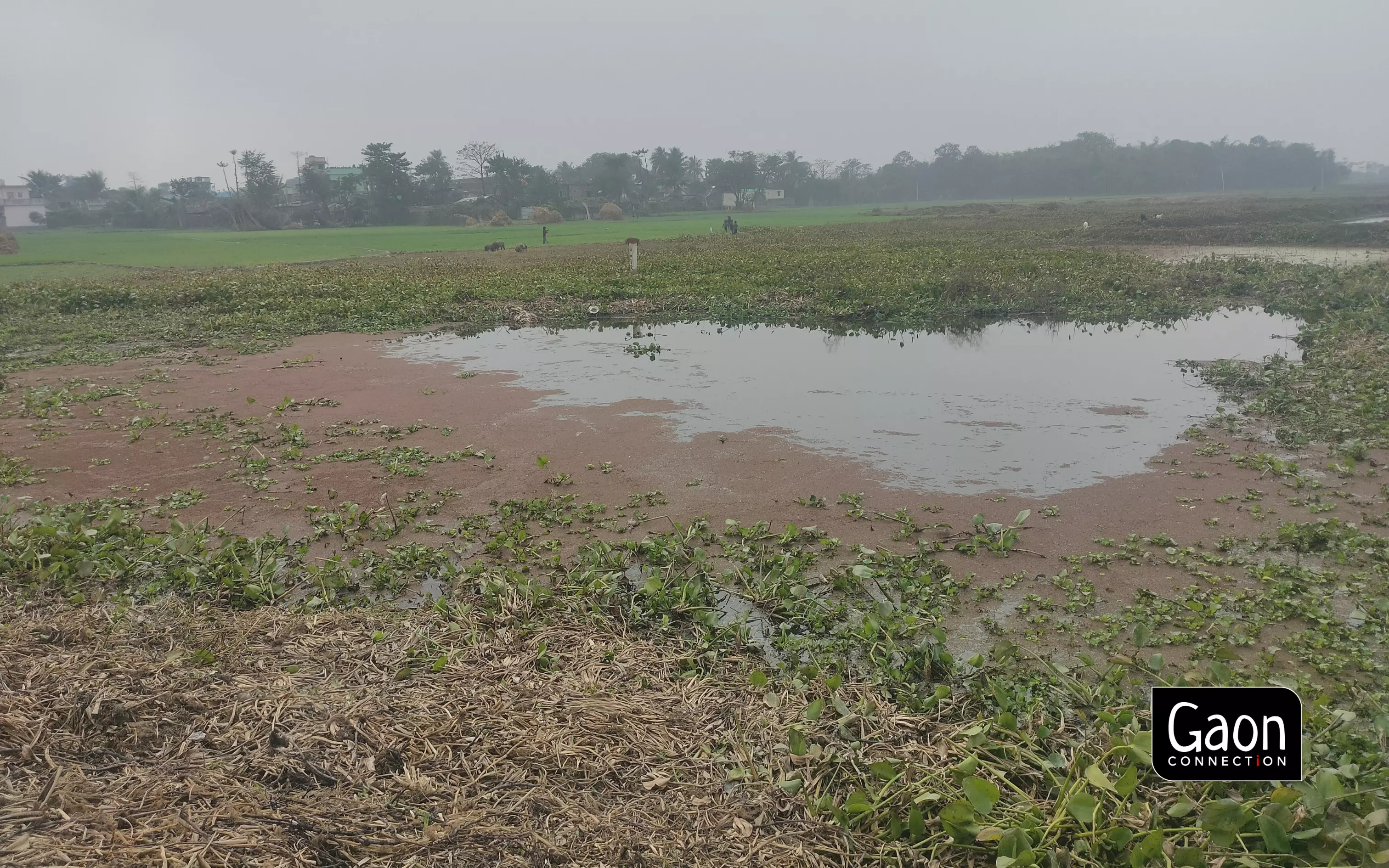 In Saharsa and Supaul, where the makhana is cultivated, there are no processing units nearby. The closest units are in Darbhanga and Madhubani nearly 100 kilometres away. Photo by Rahul Jha