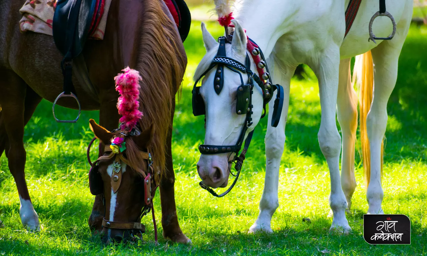 भारत में पाए जाने वाले घोड़ों की इन नस्लों के बारे में जानते हैं?