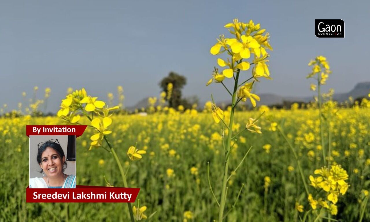Danger ahead as GM Mustard gets a go ahead; matter before the apex court
