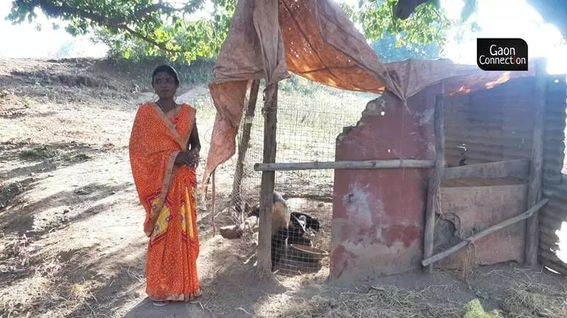 Once migrant labourers at brick kilns, women in Lohardaga now farm their land and rear pigs