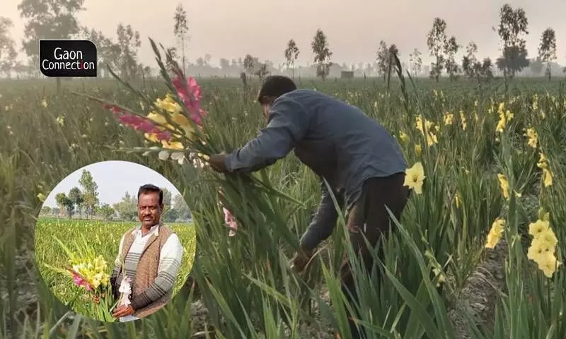 A farmer in Barabanki switched to cultivating gladiolus flowers and has never looked back
