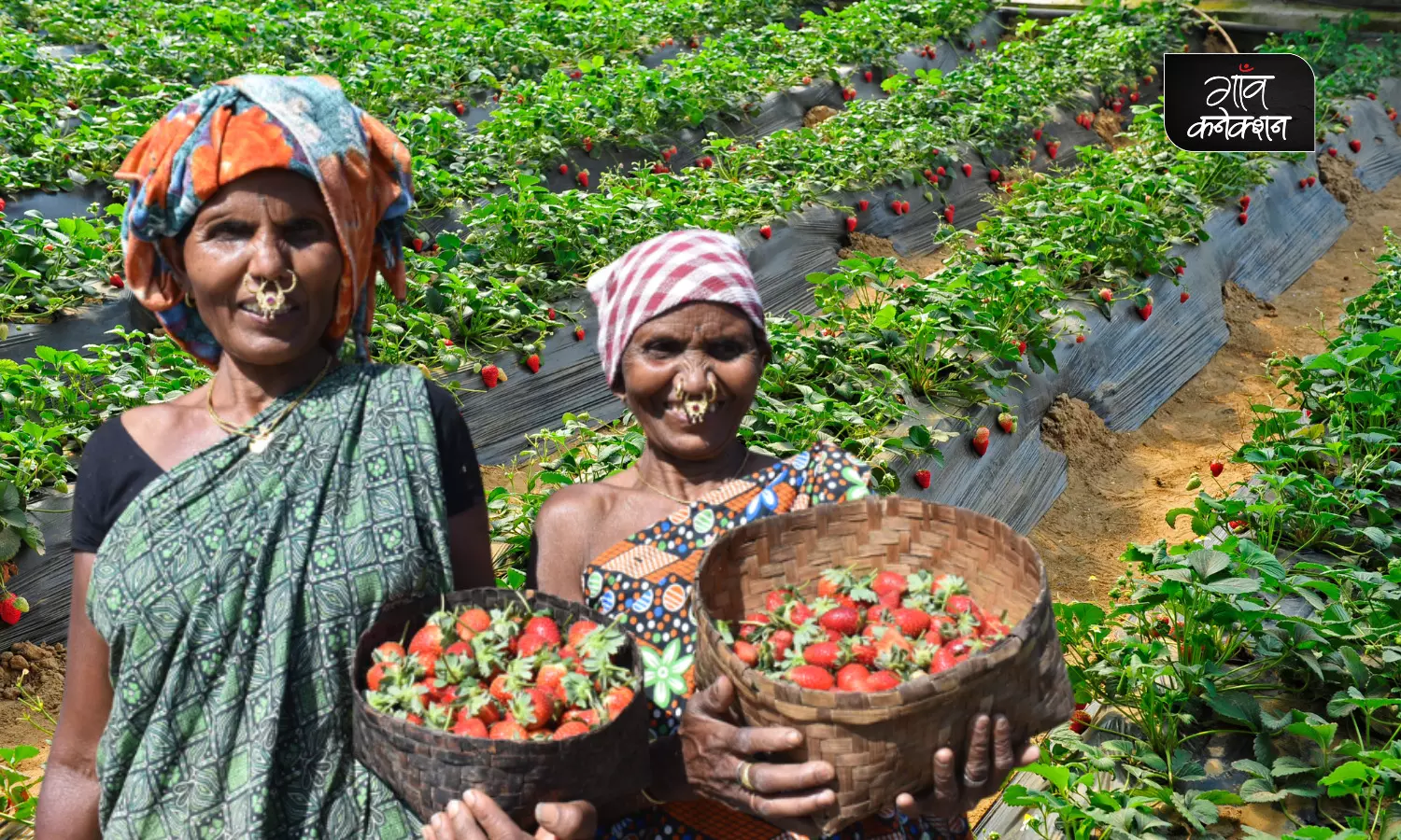 ओडिशा के पहाड़ी इलाकों में स्ट्रॉबेरी उगा रहे हैं आदिवासी किसान