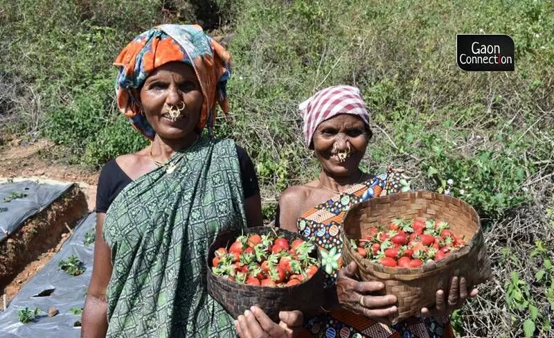 The Strawberry Farmers of Odisha