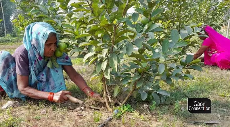 UP: Unnaos first women-led SHG for Thai guava cultivation promises better incomes for farmers