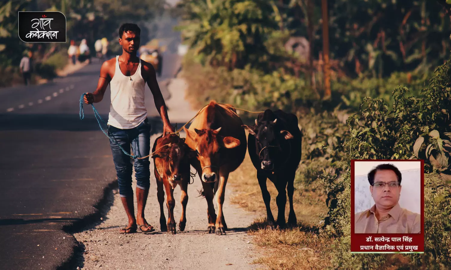 आदिकाल से लेकर आधुनिक भारत तक के सफर में रहा है देसी गायों का योगदान, क्या उसे भुलाया जा सकता है?