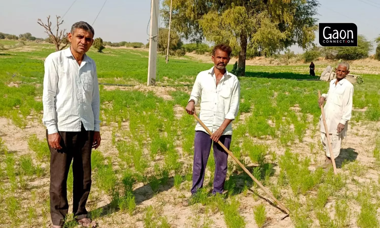 Lala Saran(extreme left) from GuraHema village in Chitalwana tehsil of Jalore district has reduced land under cumin cultivation from 60 bighas (1 bigha = 0.13 ha) last year to 40 bighas this year, and took a chance with mustard. Photo by arrangement.