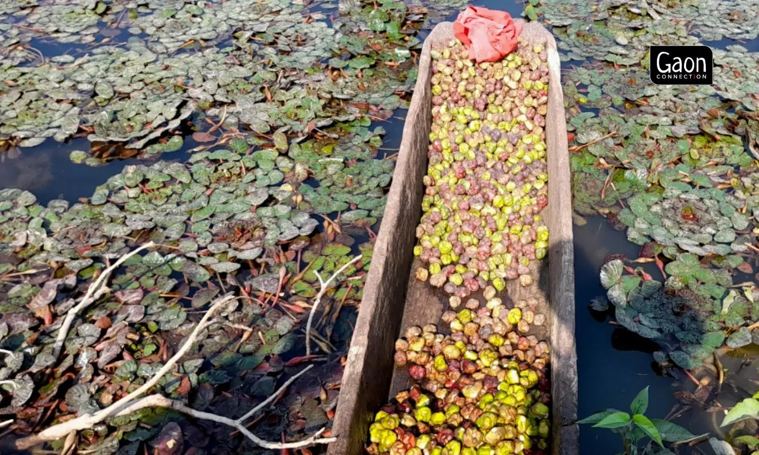 A farmer grows water chestnut on land stripped of soil; earns profit, repays loans