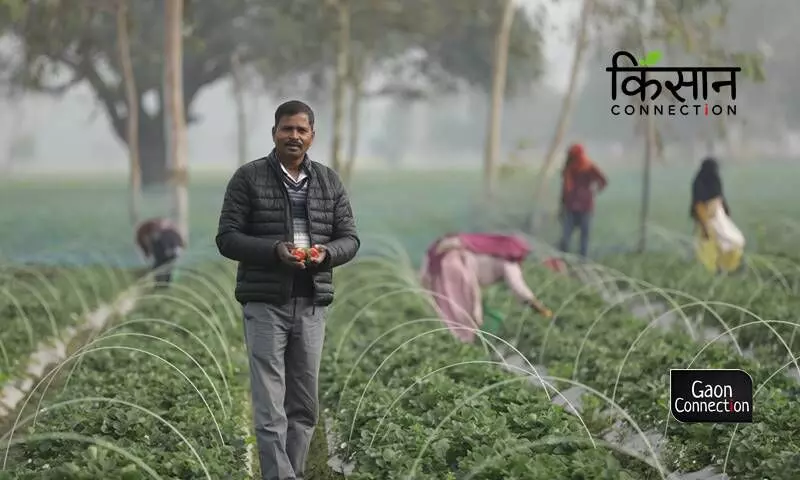 Strawberries sweeten the labourer-landowner bond in Uttar Pradesh’s Barabanki