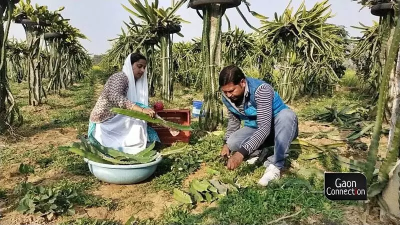 First woman farmer to cultivate dragon fruit in UPs Mirzapur ensures education to her kids, trains other women