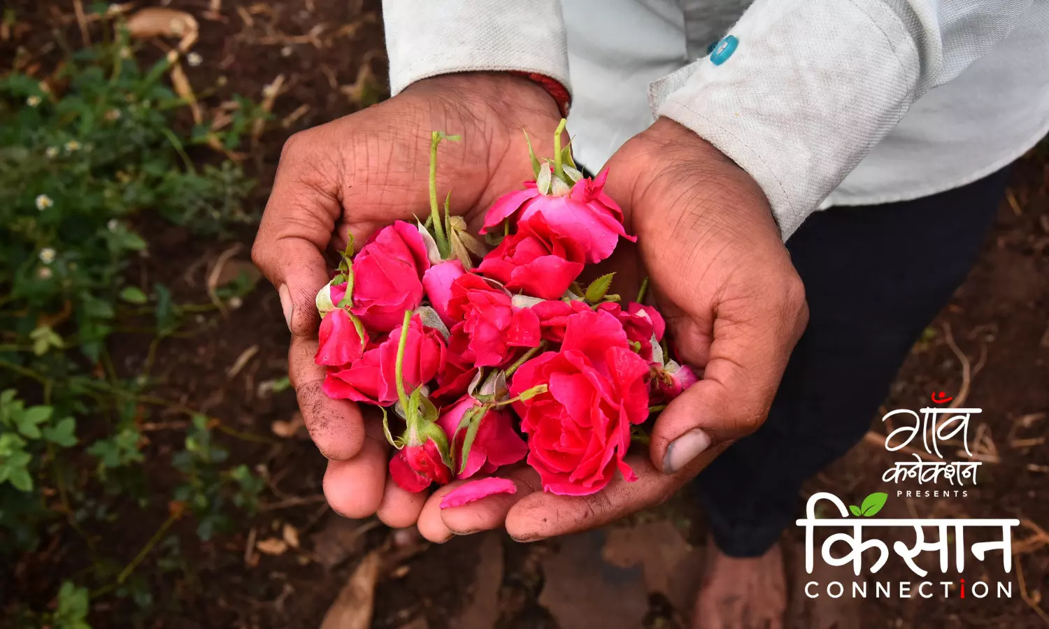 एक एफपीओ की मदद से सूखा प्रभावित सोलापुर में किसान करने लगे हैं गुलाब की खेती