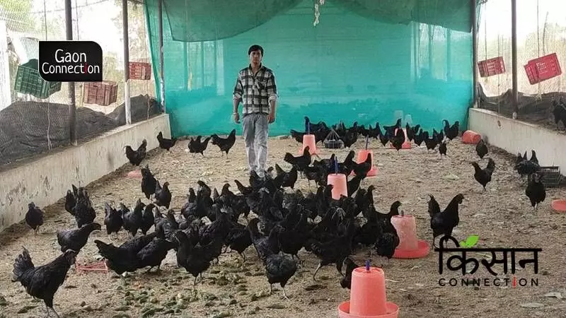 Kadaknath chicken rearing turning out to be a healthy and profitable business