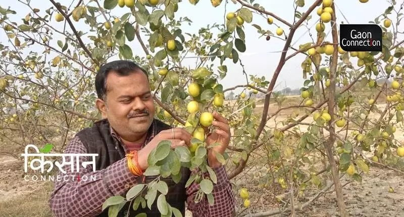 Growing ber in Barabanki