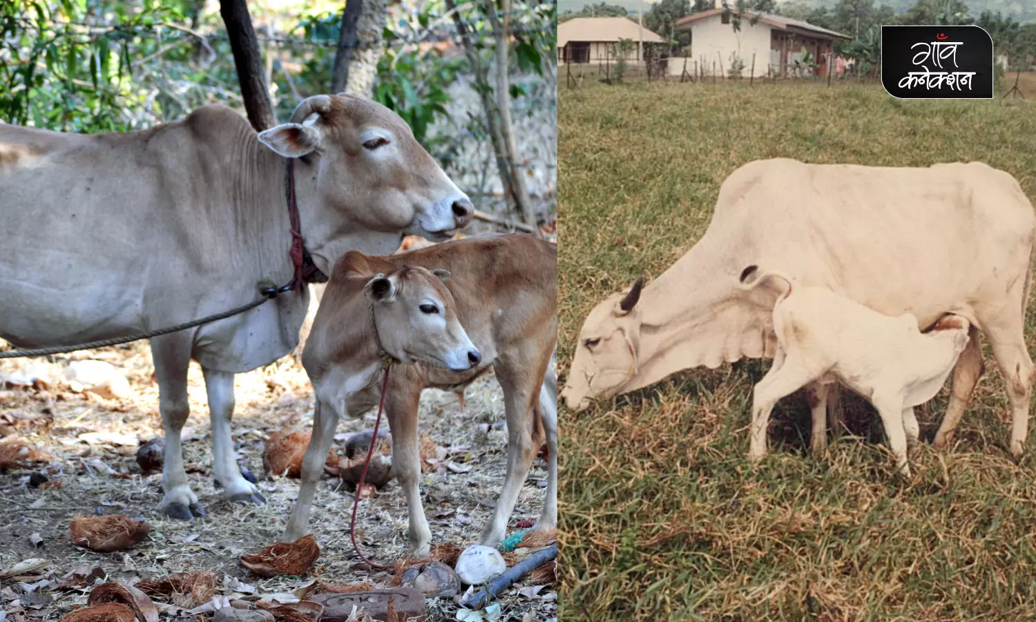 वैज्ञानिकों के इस शोध से किया सकता है देसी गाय की नस्लों में प्रजनन संबंधित सुधार