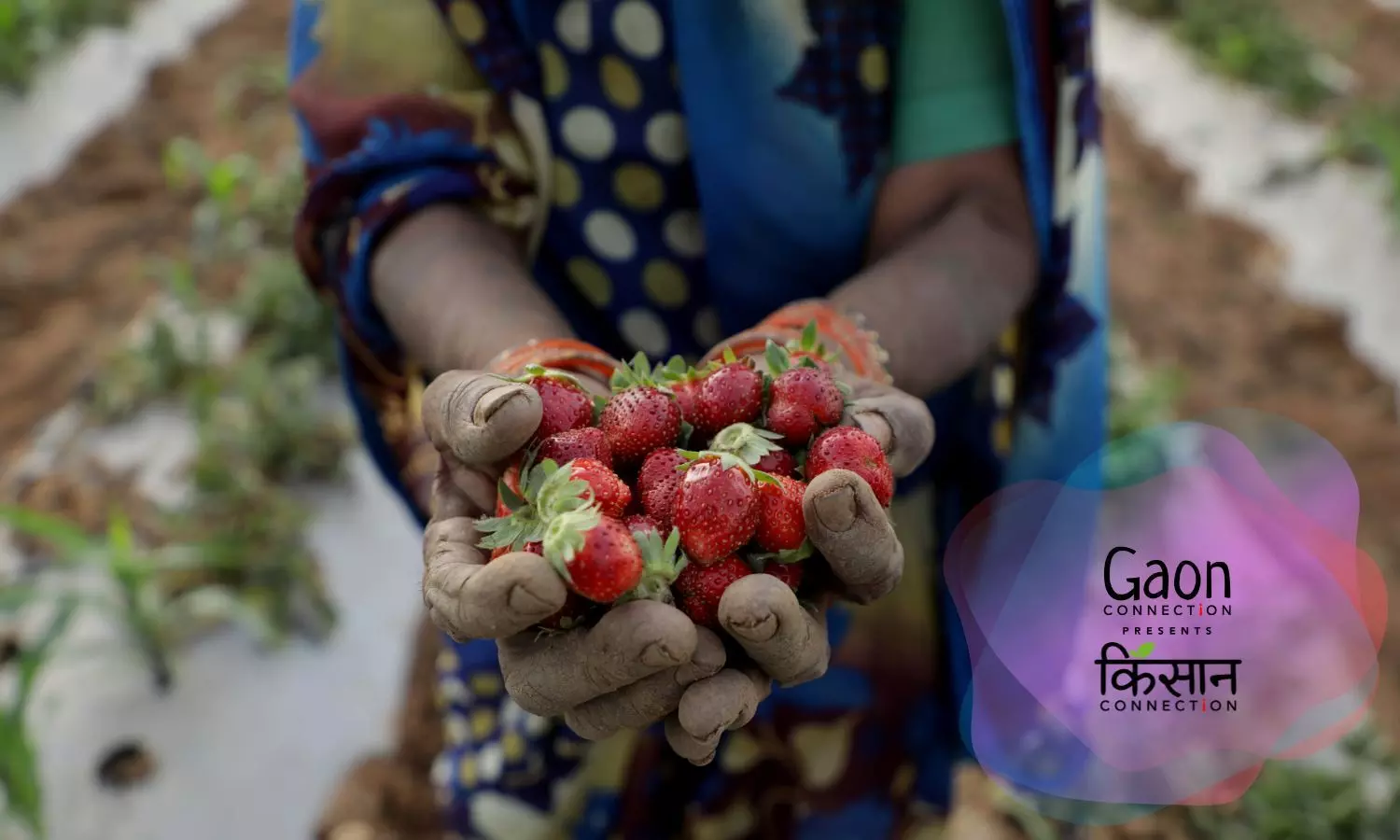 Strawberry Brings Sweet Tidings to Bundelkhand Farmers