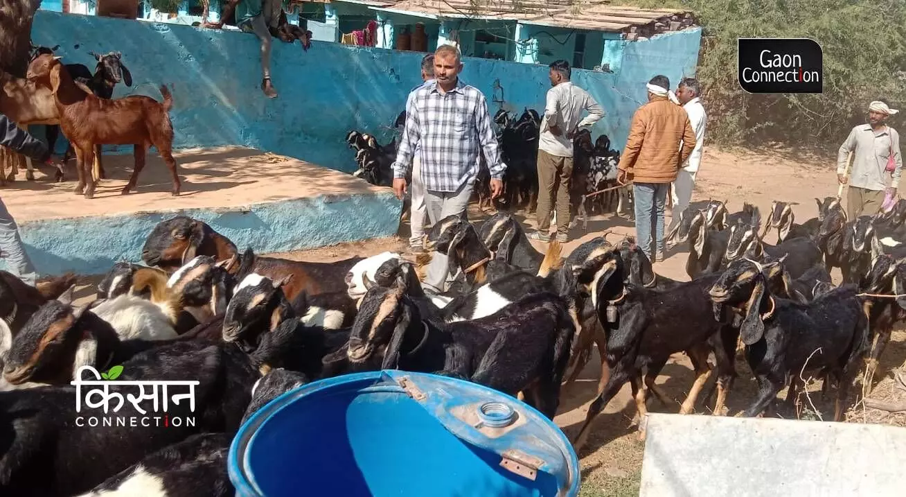 Goat farming supports livelihoods in Rajasthan where agriculture is practically impossible