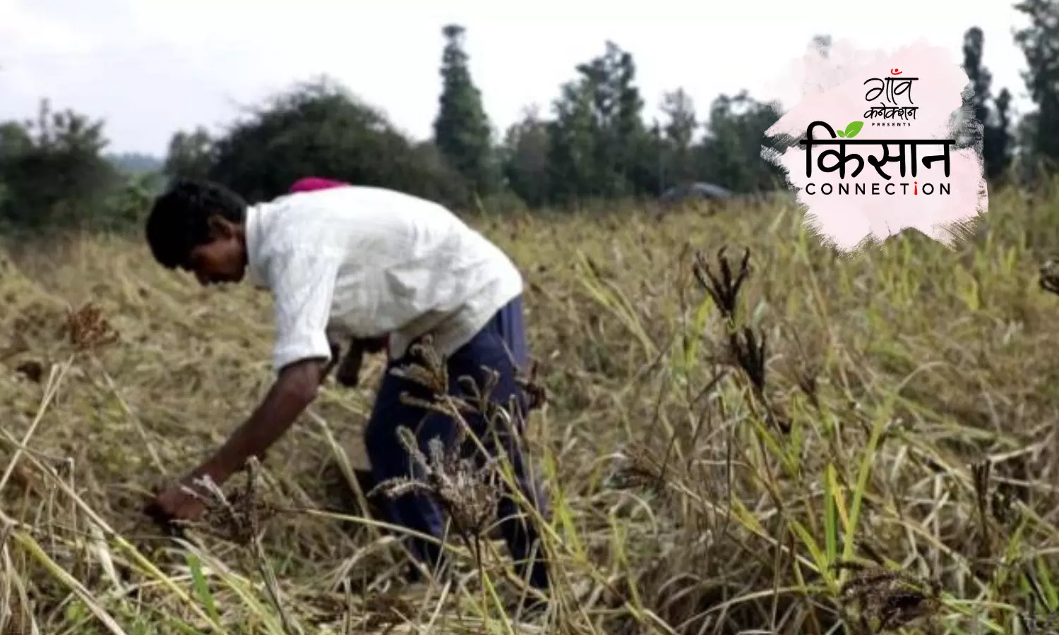 आंध्र प्रदेश में आरोग्य मिलेट्स की इस पहल से एक बार फिर मोटे अनाजों की खेती की ओर लौट रहे किसान