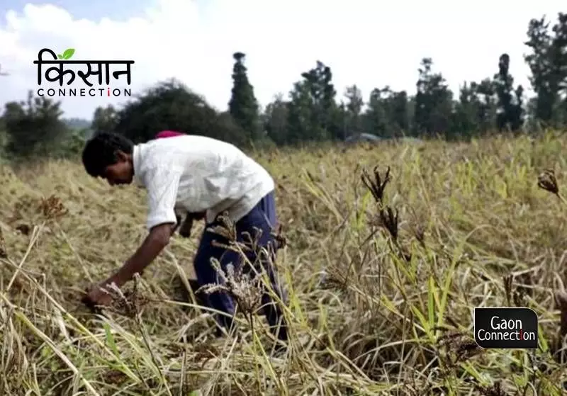 Andhra Pradesh: AROGYA Millets helps revive millets cultivation in Vizianagaram