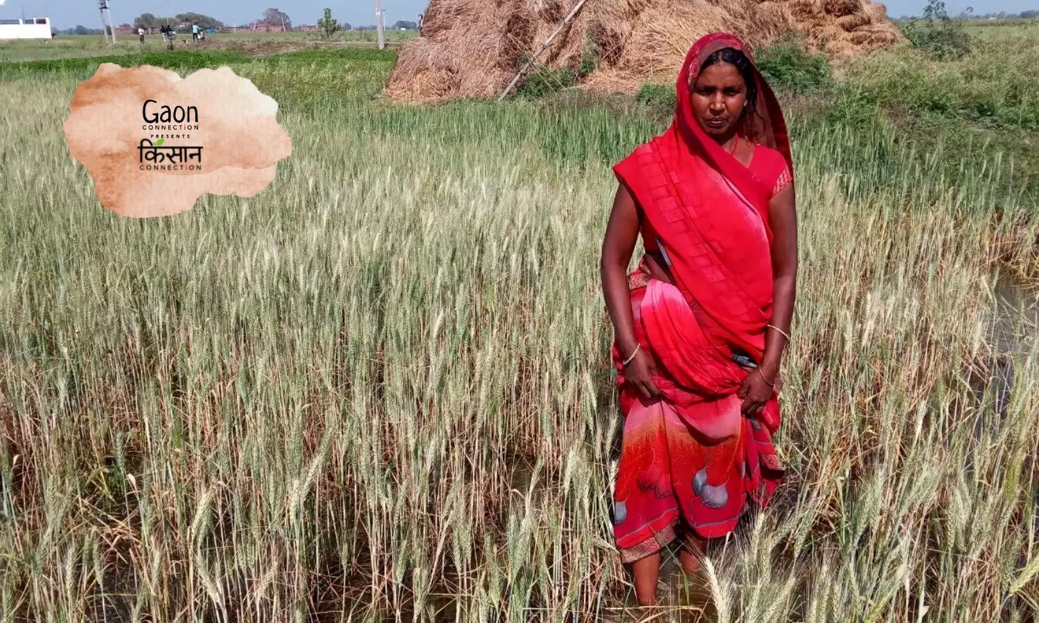 In Scorching Summer Heat, a Flood of Woes for Wheat Farmers in Chandauli, UP