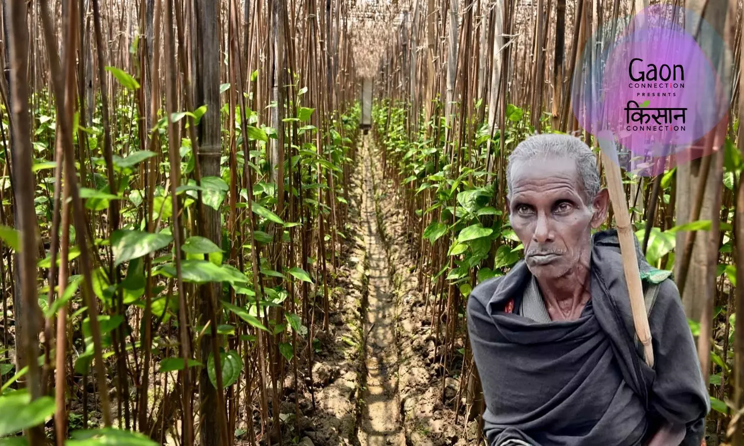 The Fading Fragrance of Desi Betel Leaves in Munger, Bihar