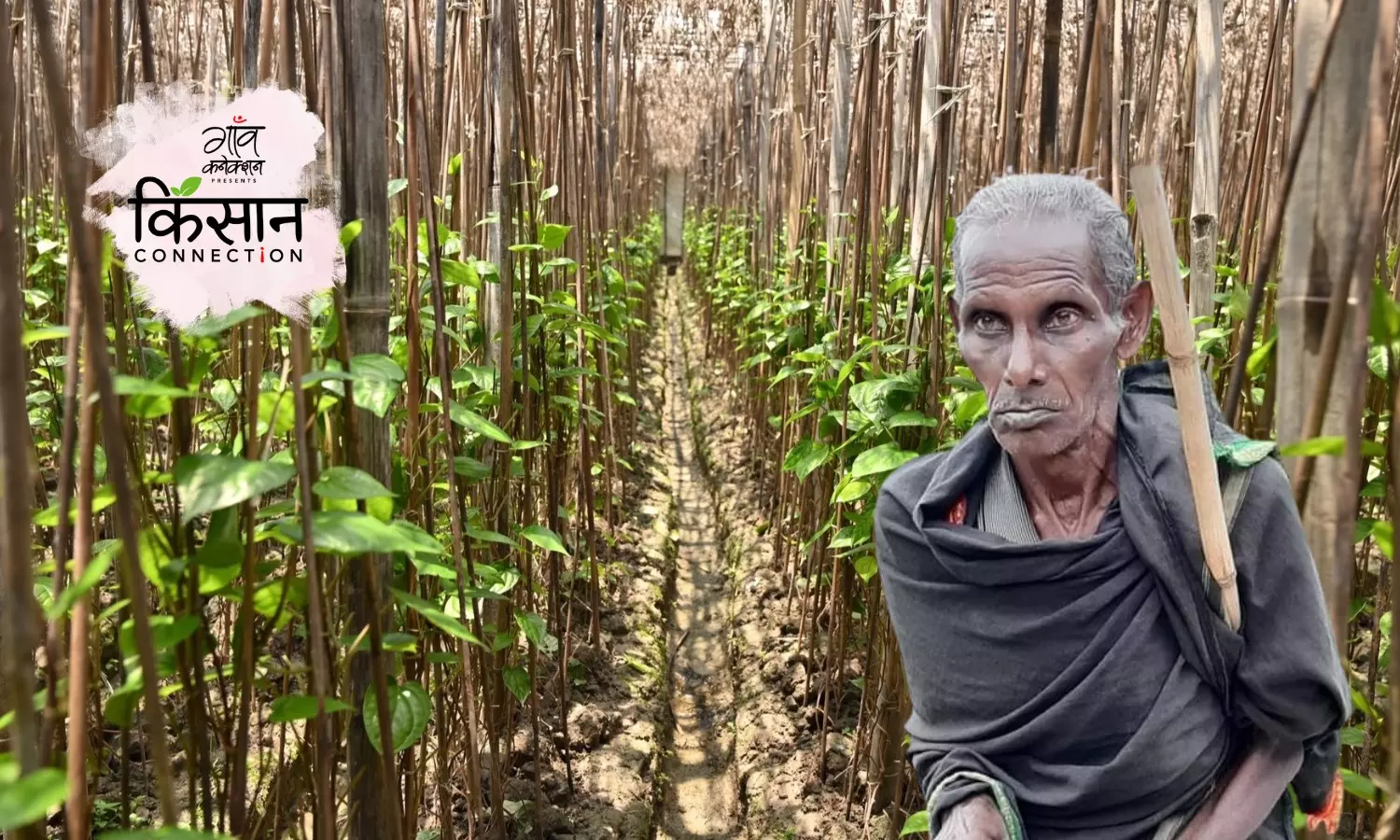 मौसम की बेरुखी से परेशान हैं बिहार के पान किसान; ऐसा ही रहा तो कहीं गायब ही न हो जाए देसी पान