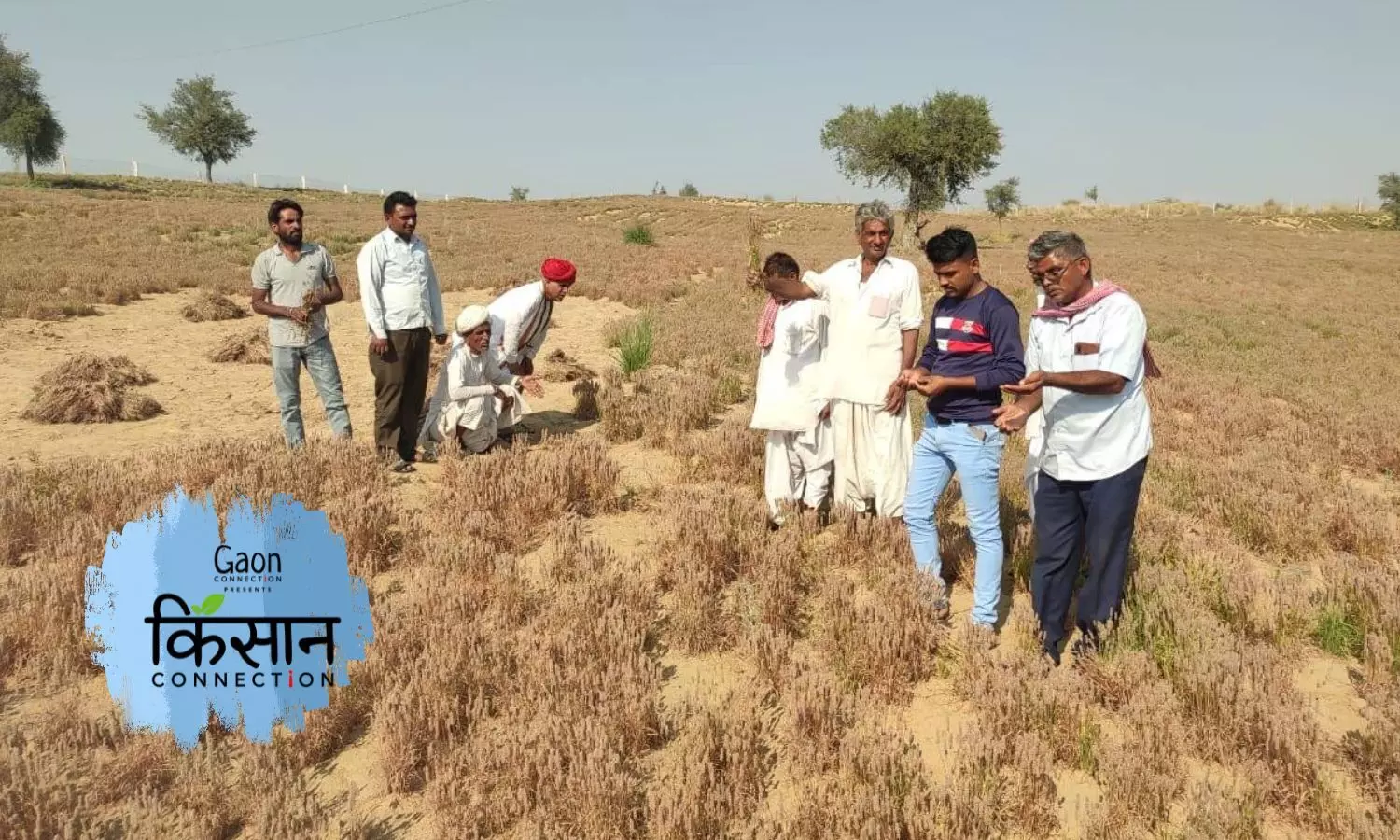 A cold wave, a heat wave followed by hailstorms — all in the space of a few weeks destroy cumin crop in Rajasthan