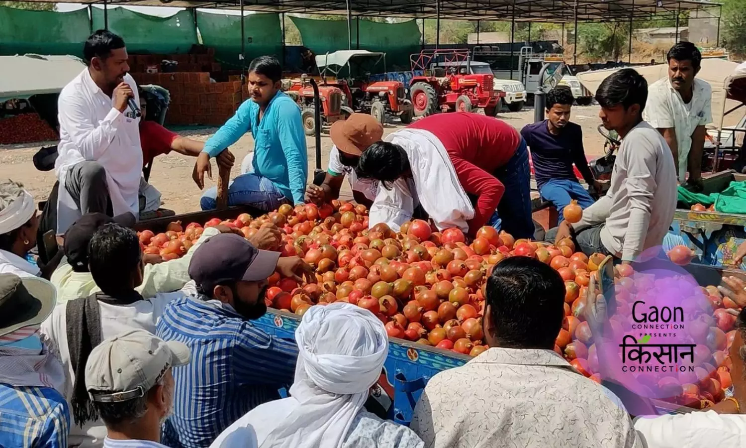 Farmers in Rajasthan grow pomegranates that are in high demand in the Gulf