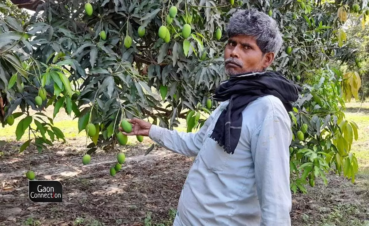 Bad news for mango lovers. Production of the fruit might take a hit this year.