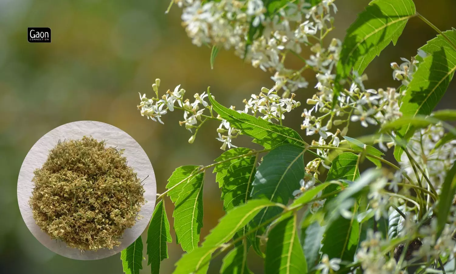 The Delicious Neem Blossoms