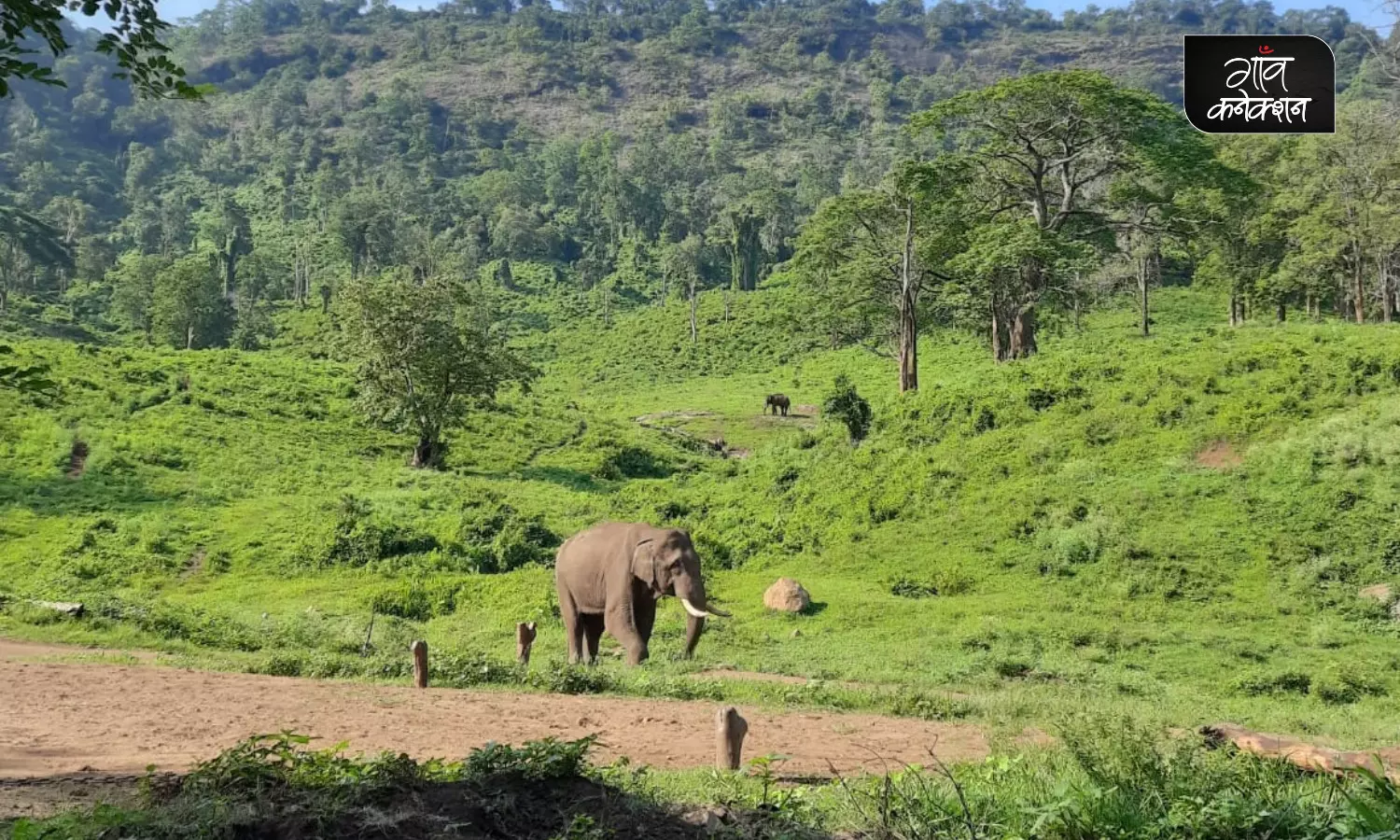 हाथियों-जनजातियों के बीच का रिश्ता और उनसे जुड़ी कई अनोखी कहानियाँ