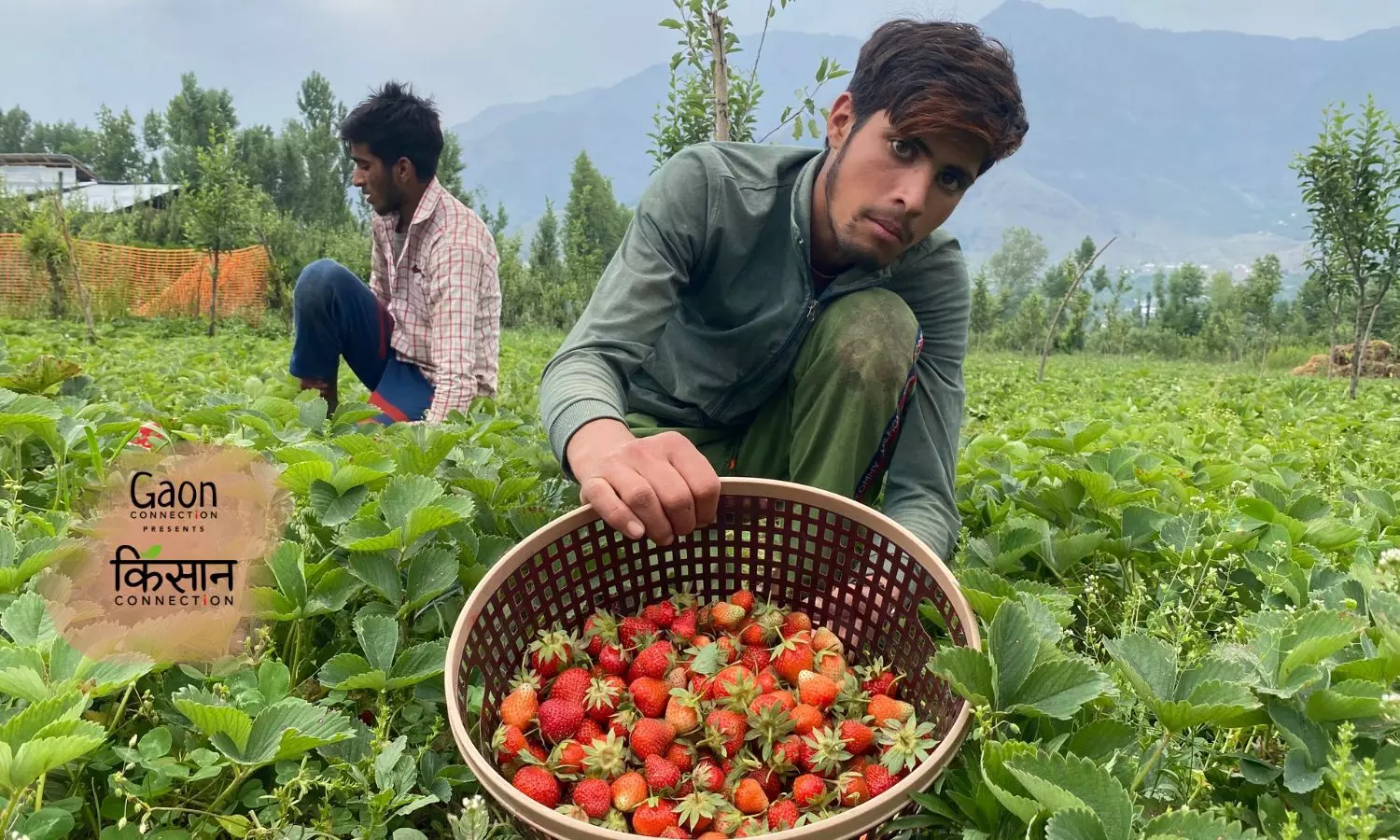 Kashmir’s strawberry farmers in the red