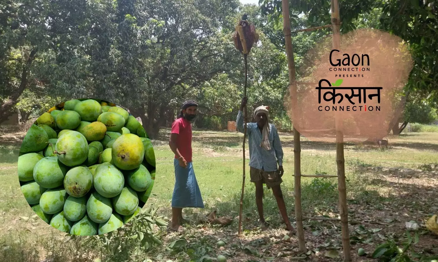 Varanasi’s Langda mango receives GI tag, but you may not be able to relish it this summer