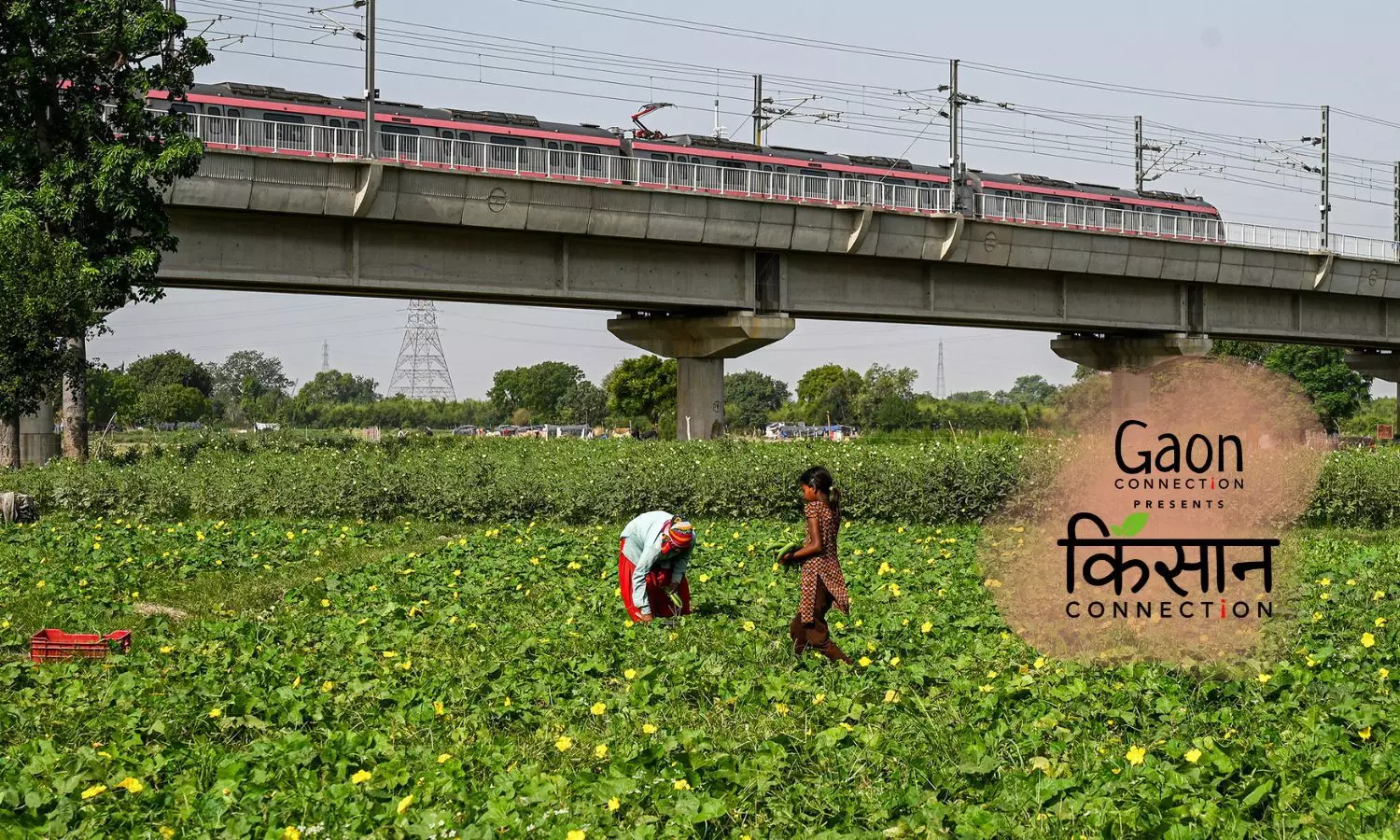 Photo Essay: Yamuna And The Urban Farmers of Delhi