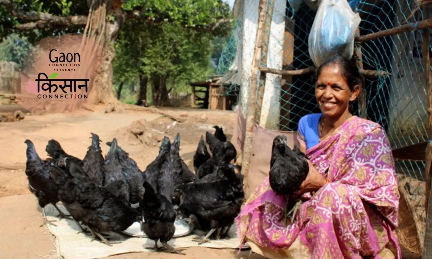 Odisha: Kadaknath poultry farming is raising incomes of tribal families in Kandhamal