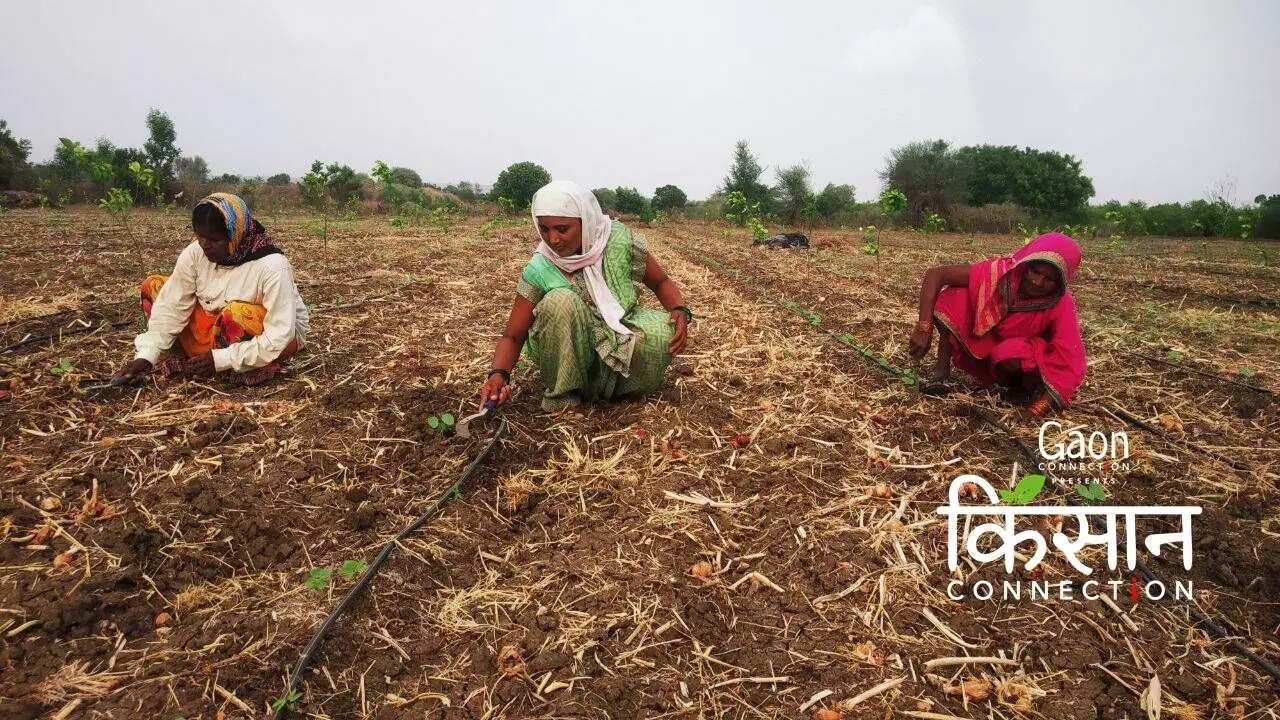 Seeds of Sorrow: Farmers in Marathwada fear a harvest of losses this year