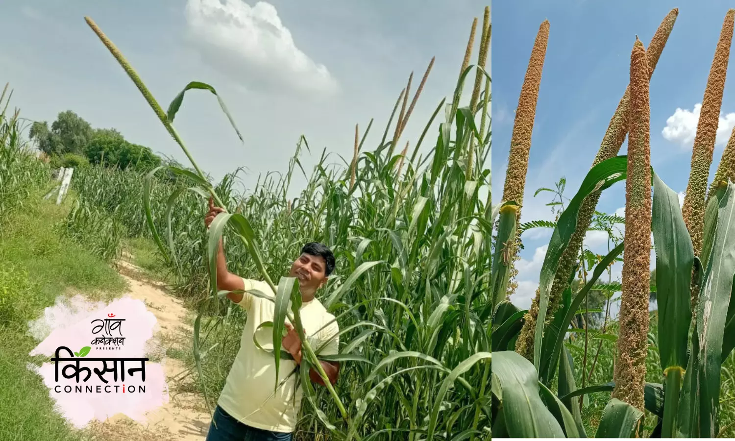 राजस्थान के इस किसान के बाजरे में आती हैं दो से चार फीट की बालियाँ, आप भी कर सकते हैं खेती